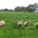 0409F 36 Vor Bremerhaven